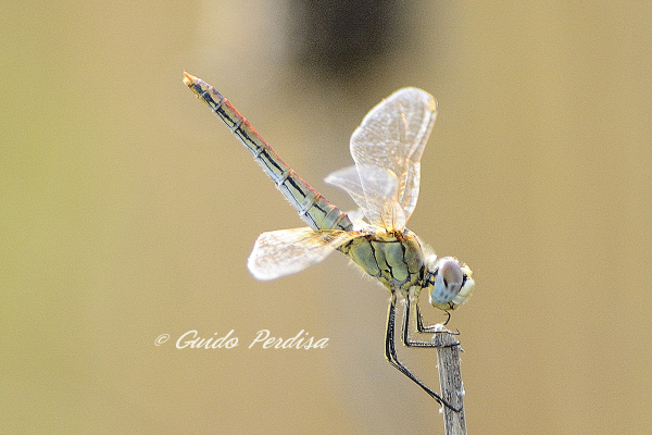 ID Odonata 3